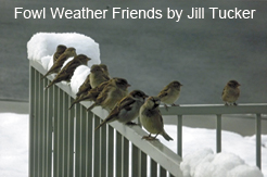 birdsinthesnow