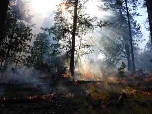 Natural History Pub: A Land of Fire and Ice: Forest Resilience in Central Oregon @ McMenamins Old St. Francis School